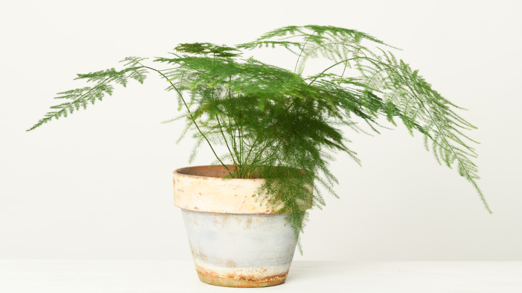 scale_1200 (2).png
